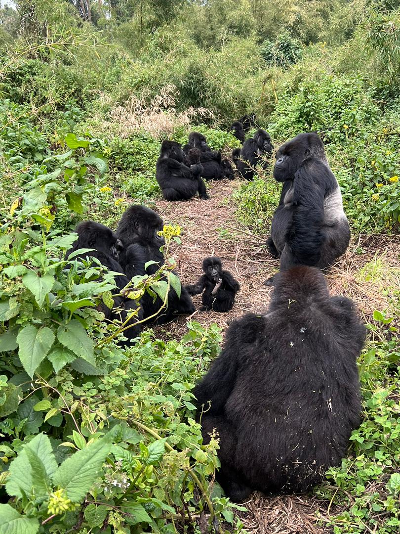 One Day Gorilla Trekking Rwanda with Dian Fossey Gorilla Fund
