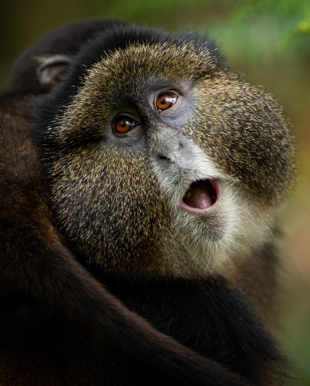 One Day Golden Monkey Trek with Dian Fossey Fund or Iby'Iwacu