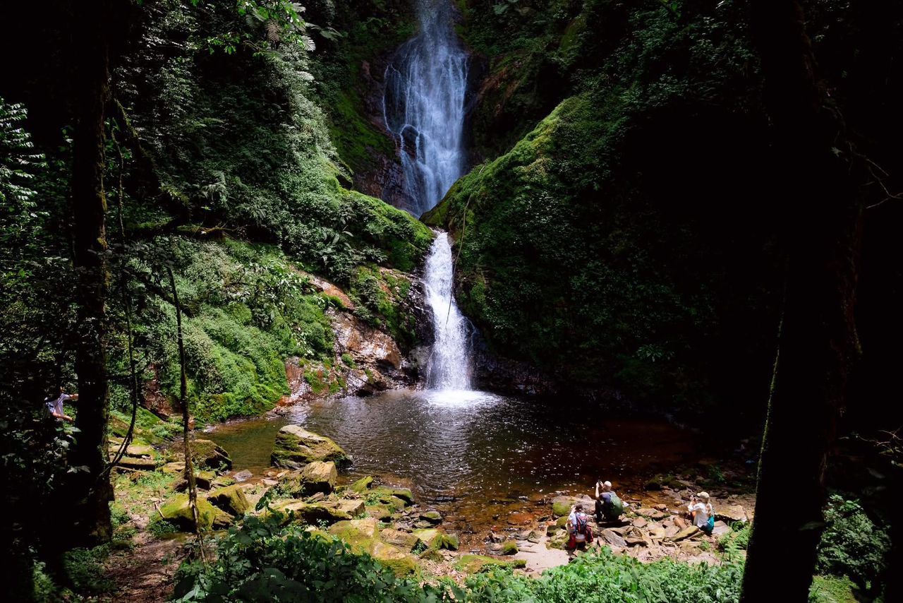 One Day Nyungwe National Park: Canopy Walk, Zipline & Ndambarare Waterfall