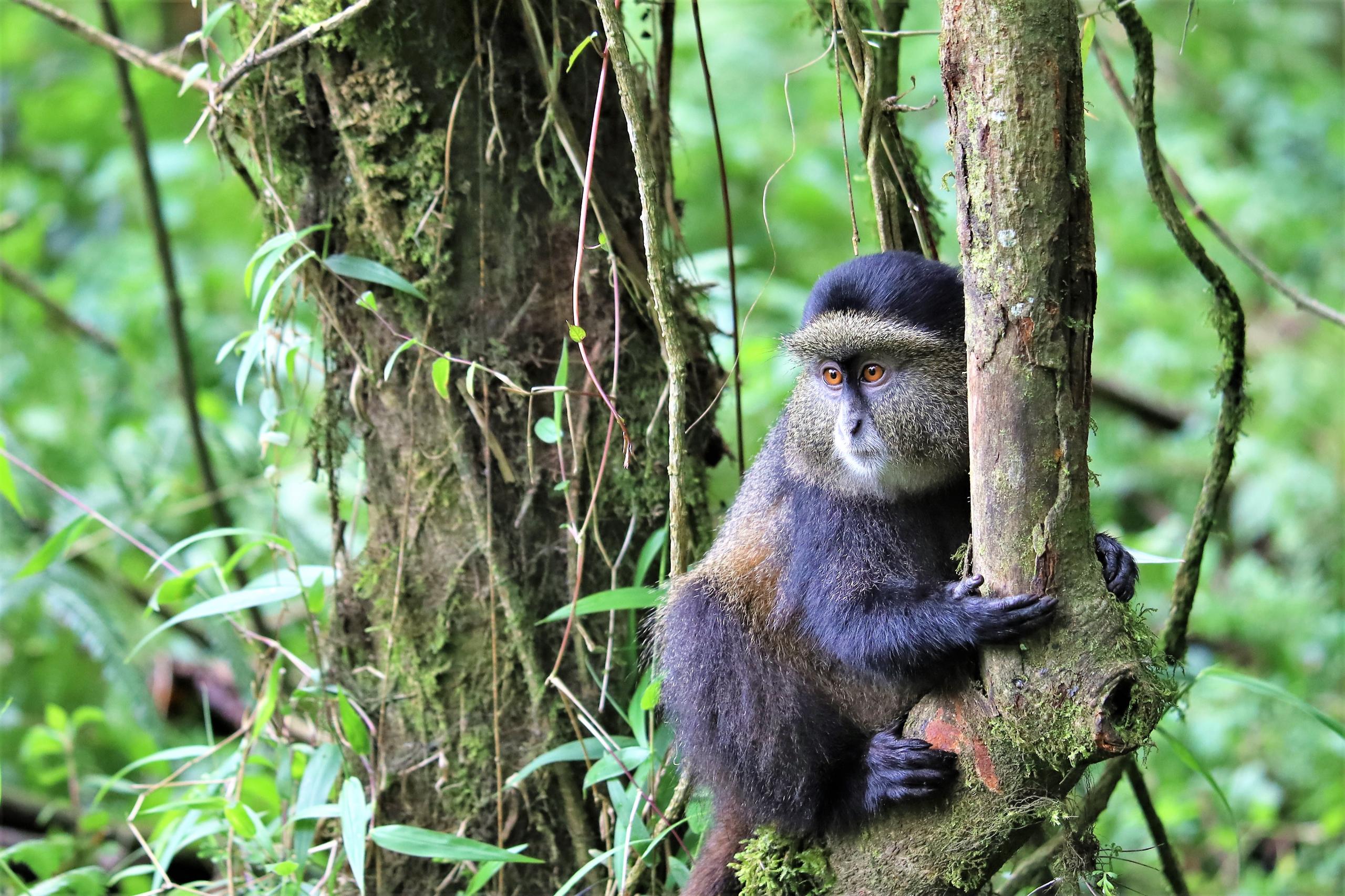 2 Days Rwanda Golden Monkey Trekking in Volcanoes National Park