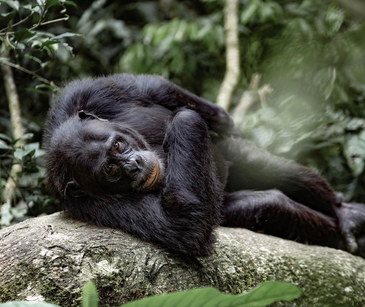 2 Days 1 Night Nyungwe National Park Adventure: Chimpanzee Trek, Canopy Walk & King’s Palace Tour