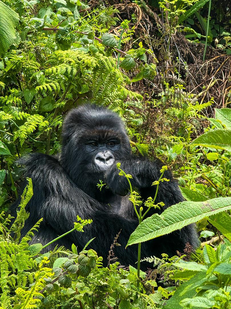 4 Days Rwanda Tour: Gorilla Trekking, Chimpanzee Trek & Lake Kivu Experience