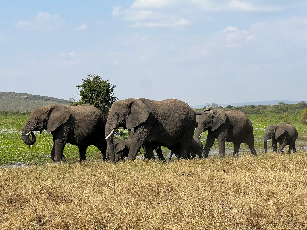 4 Days 3 Nights Rwanda Wildlife Safari & Gorilla Trekking