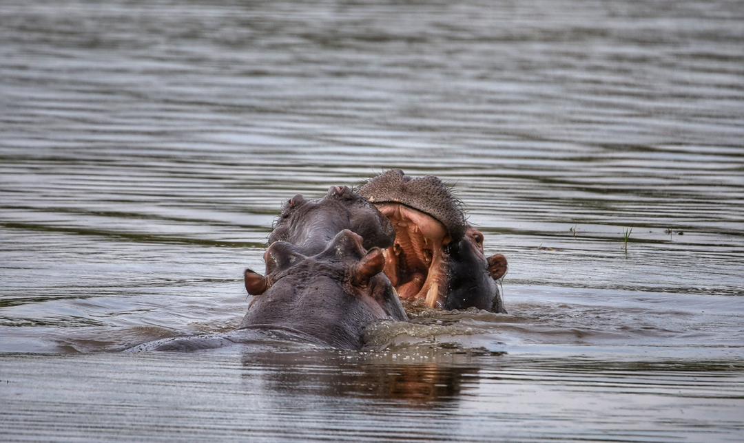 5 Days 4 Nights Rwanda Safari: Akagera Wildlife & Chimpanzee Trekking