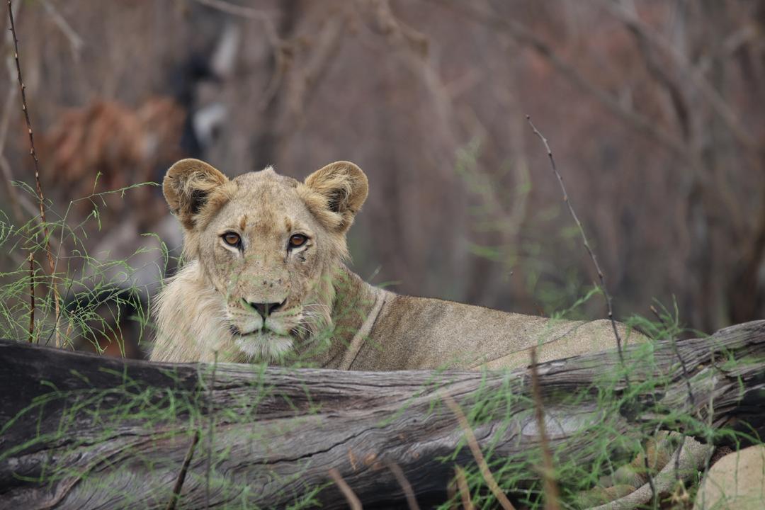 9-Day Best of Rwanda Safari