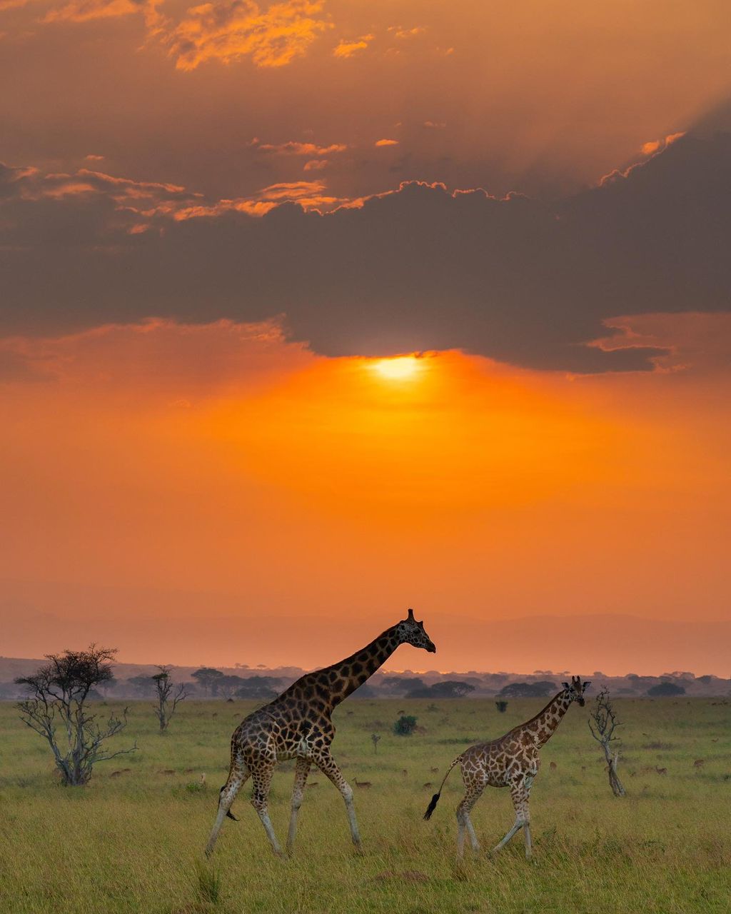 3 Days Murchison Falls Safari