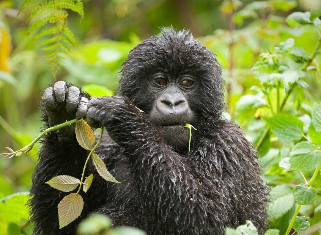 7 Days Gorilla, Chimpanzees Trekking and Wildlife Safari Uganda