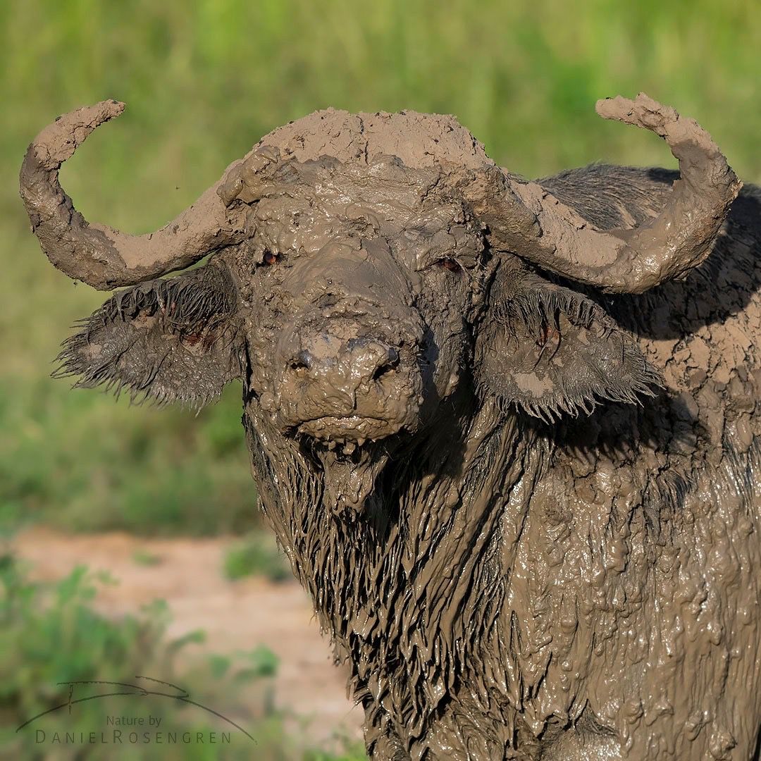 5 Days Kidepo Valley National Park Safari