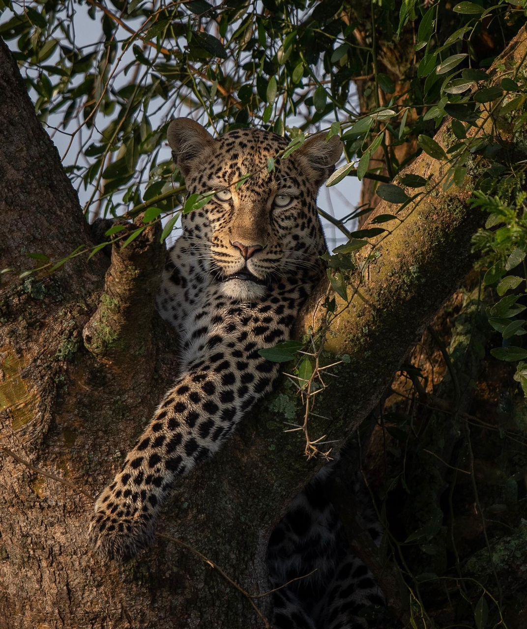 3 Days Queen Elizabeth National Park Safari