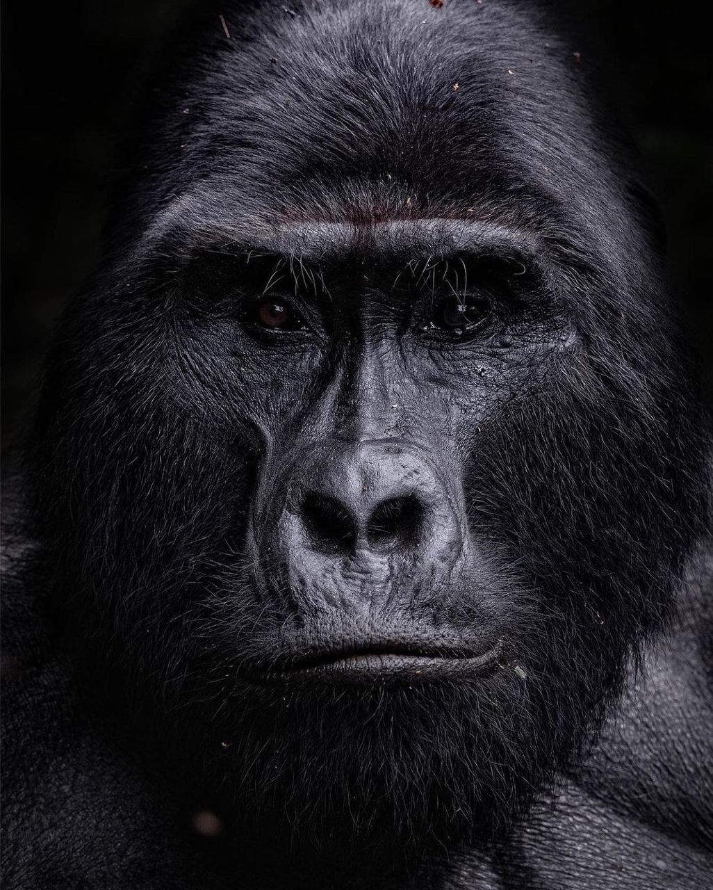 3 Days Bwindi Gorilla Trekking Safari & Cultural Walks