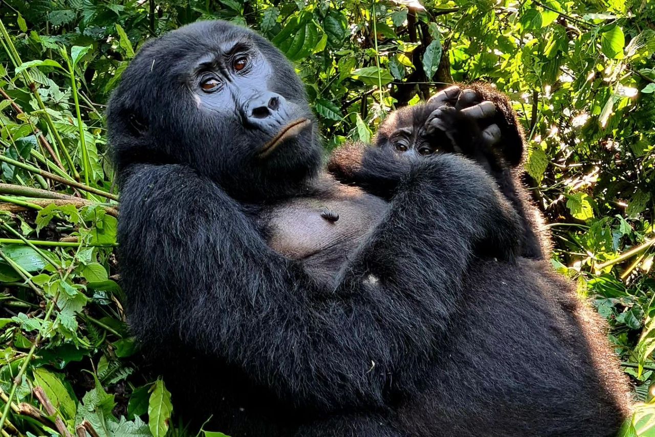 2 Days Bwindi Gorilla Trekking Safari