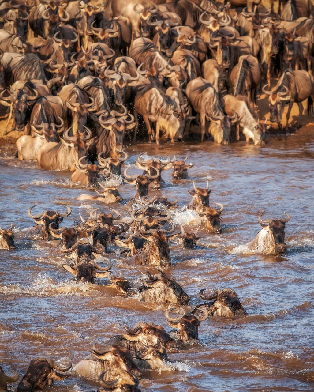 10 Days Great Wildebeest Migration Safari