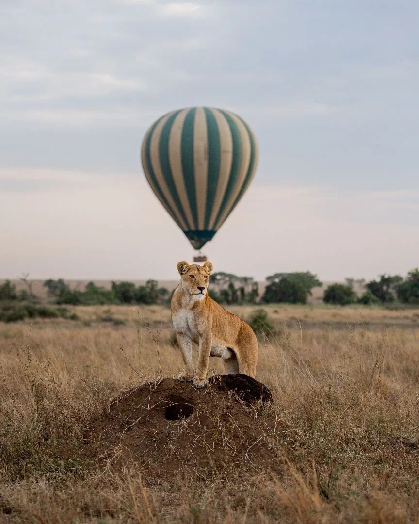 7 Days Safari Serengeti, Ngorongoro Crater and Tarangire National Park