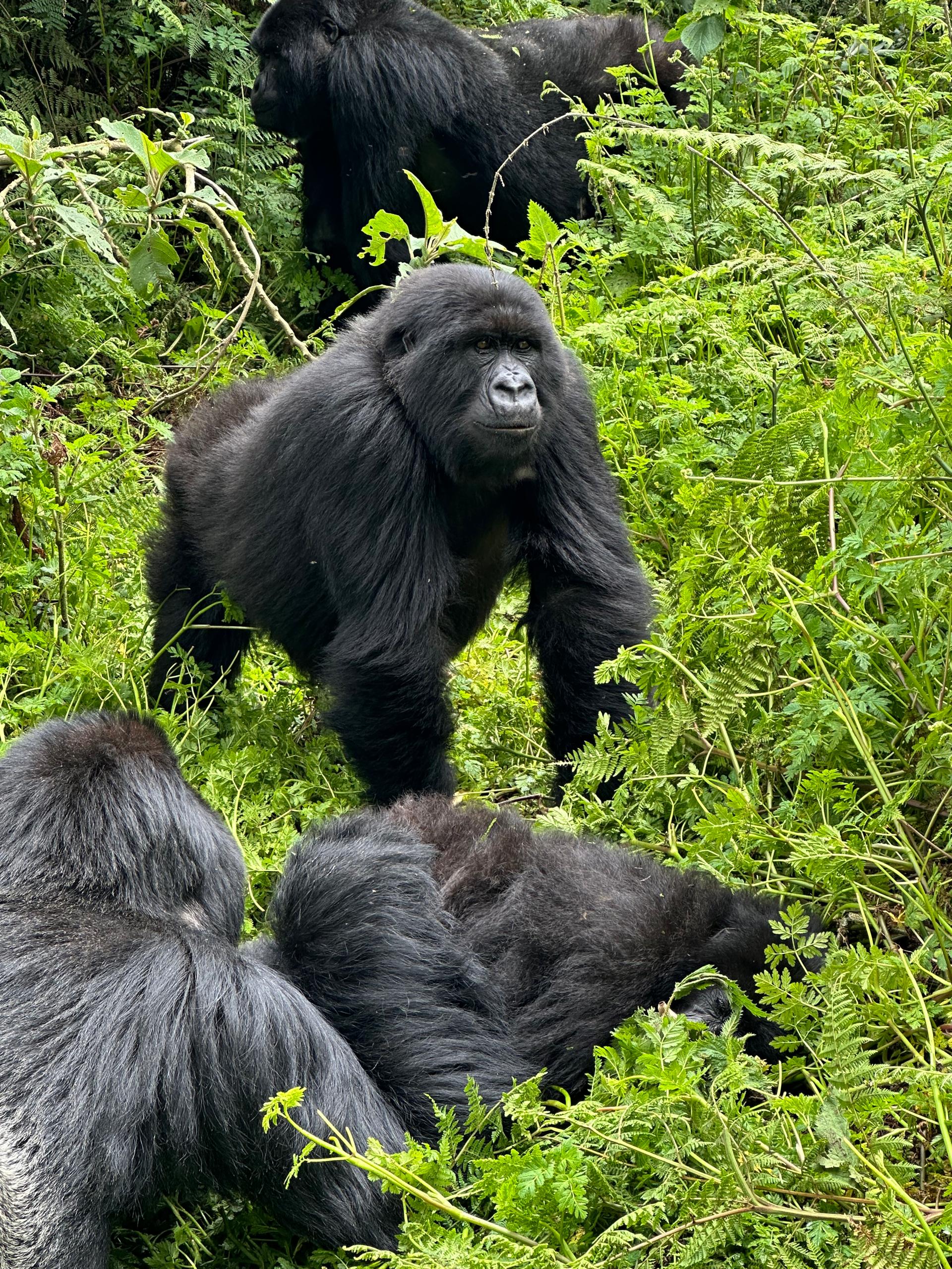 3-Day Rwanda Gorilla and Golden Monkeys Trekking Safari