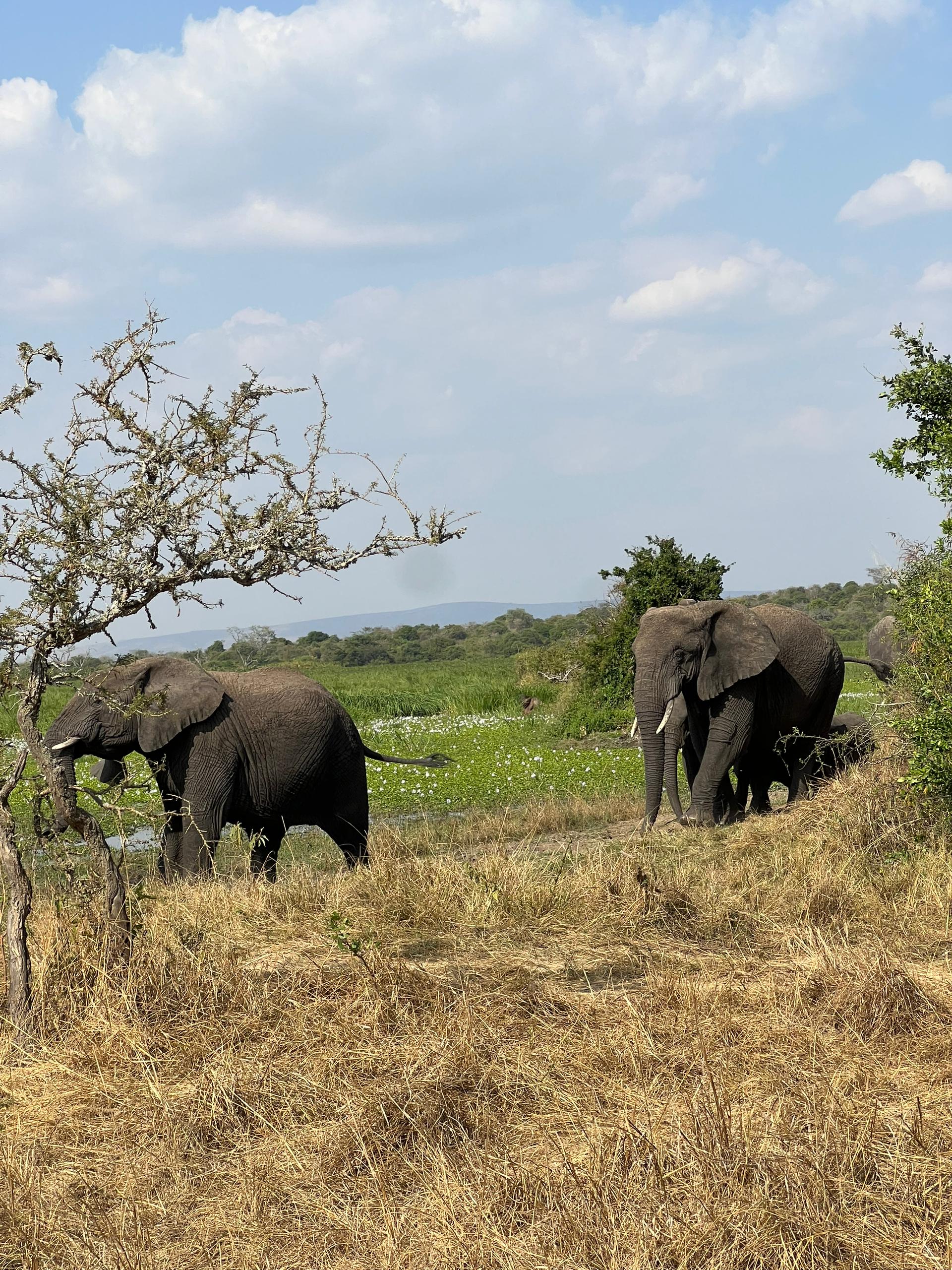 3-Day Akagera Safari, City Tour, and Sunset Boat